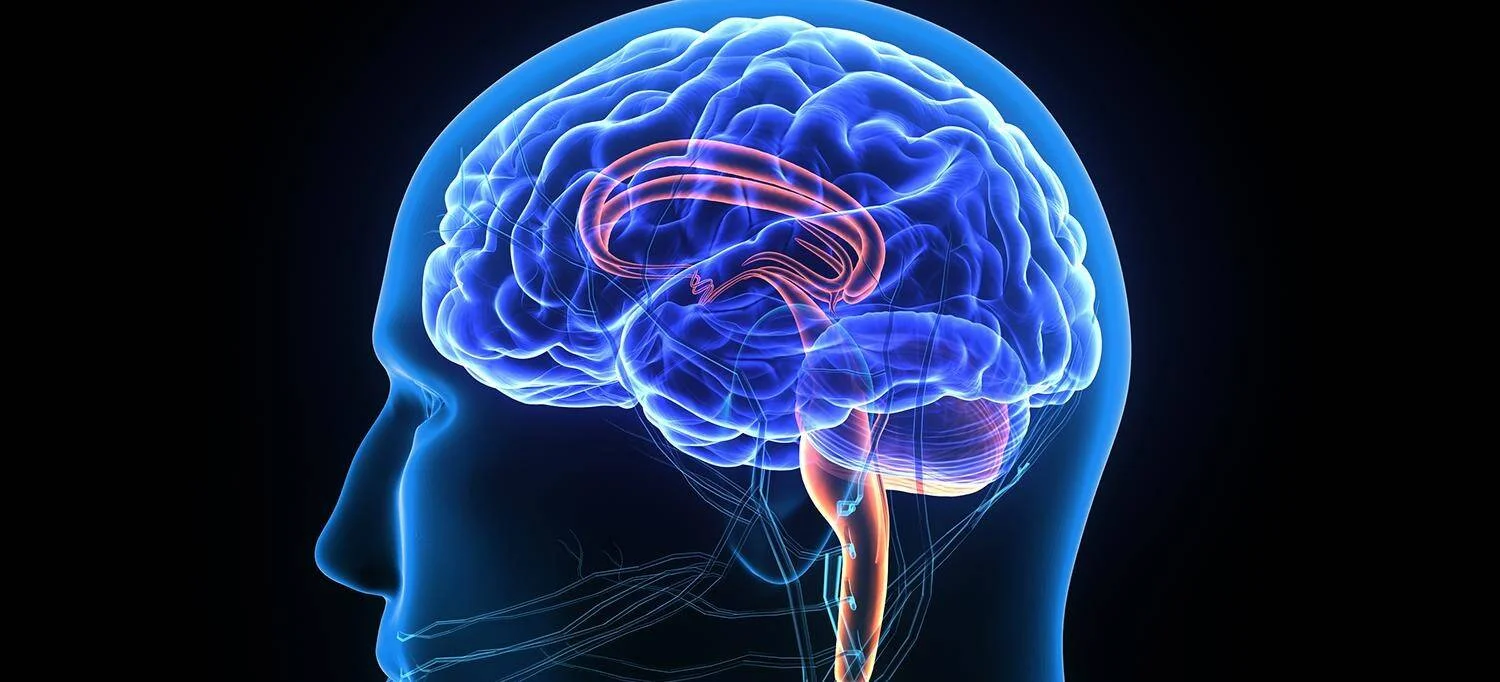 Ilustración médica en 3D de un cerebro humano translúcido en azul con estructuras internas destacadas en rojo, visto de perfil.