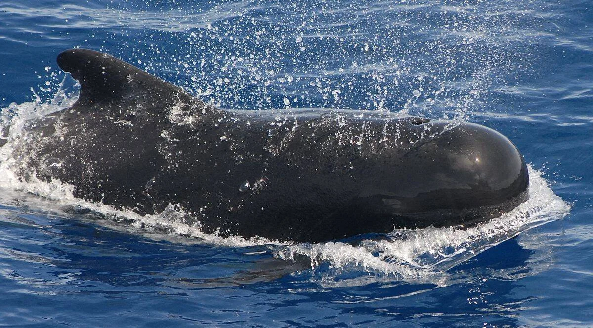 Ballena piloto de cuerpo negro y cabeza redondeada emerge entre salpicaduras en aguas azules del océano.