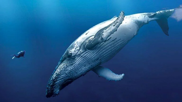 Una enorme ballena jorobada nada junto a un buzo, evidenciando la gran diferencia de tamaño entre ambos en aguas azules profundas.