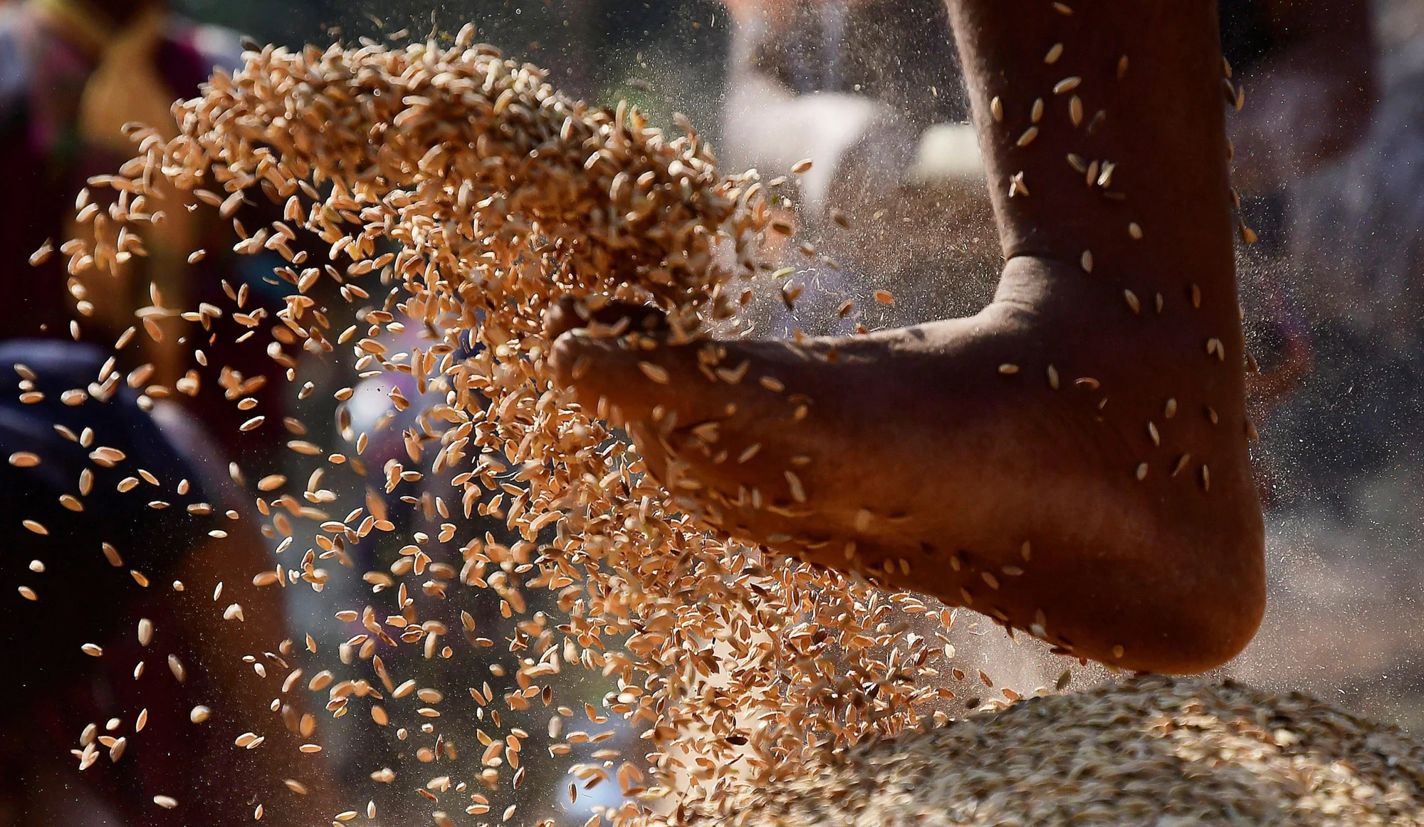 Manos de un trabajador lanzan al aire granos de cereal durante la trilla tradicional, con los granos esparcidos en el aire.