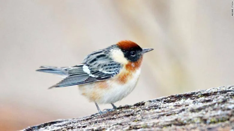 Ave pequeña con cabeza rojiza, pecho castaño y alas grises posada sobre una rama de madera.