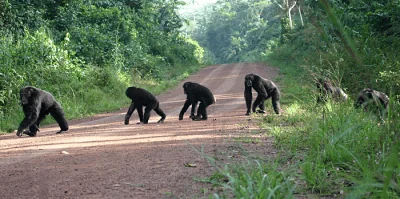 Varios chimpancés cruzan un camino de tierra rodeado de vegetación selvática.