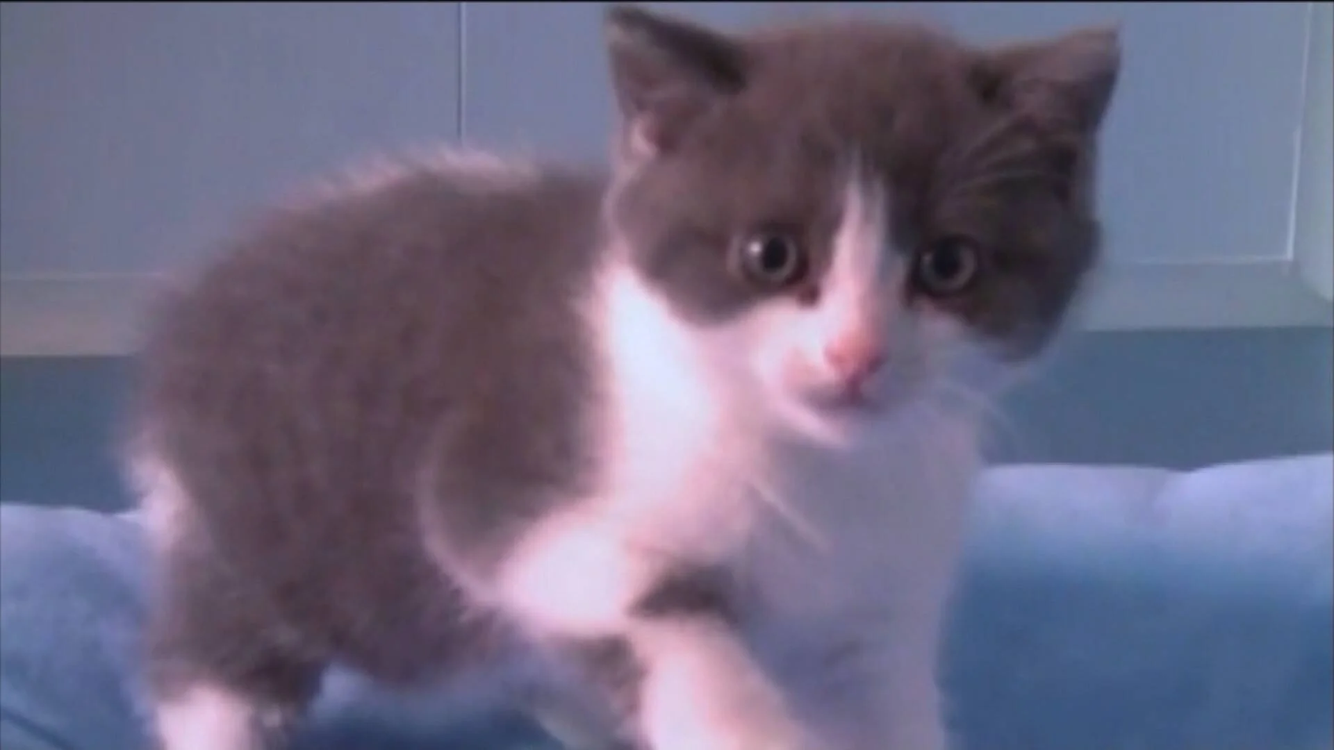 Cachorro de gato gris y blanco de pie sobre una superficie azul, mirando directamente a la cámara.