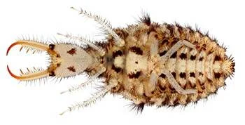 Larva de hormiga león con mandíbulas abiertas y cuerpo moteado cubierto de pelos, vista desde arriba.
