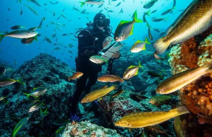Un buzo equipado con tanque de oxígeno explora un arrecife rodeado de numerosos peces de colores bajo el mar.