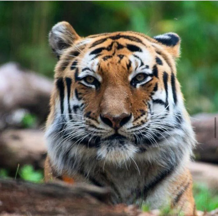 Tigre con rayas naranjas y negras mira fijamente a cámara rodeado de vegetación verde.