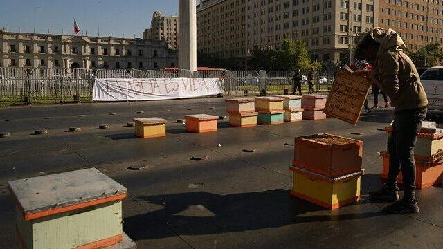 Apicultor manipula colmenas coloridas frente al Palacio de La Moneda en protesta con pancarta 'La abeja es vida'.