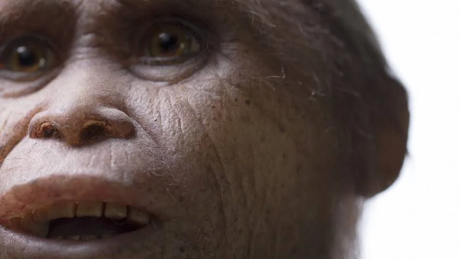 Reconstrucción realista del rostro de un homínido ancestral, con rasgos primitivos y expresión frontal.