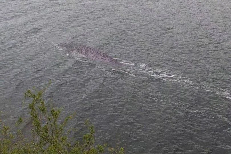 Gran objeto o criatura de aspecto oscuro y alargado flotando en la superficie de un lago gris y agitado.