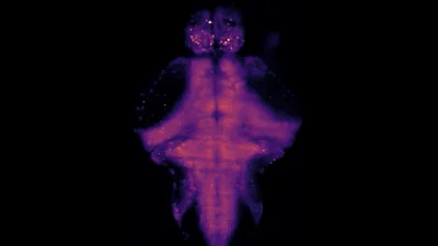 Imagen de escáner médico de un animal pequeño que muestra su estructura interna en colores violeta y rosa sobre fondo negro.