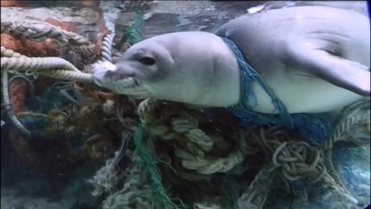 Una foca queda enredada bajo el agua entre cuerdas y redes de pesca, ilustrando el impacto de la pesca incidental en mamíferos marinos.