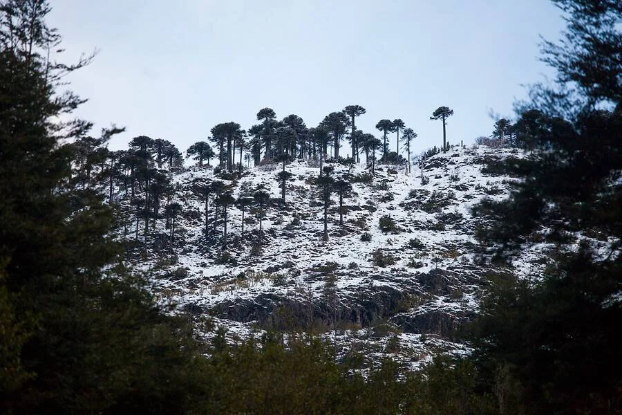 Cerro cubierto de nieve con araucarias en la cima, rodeado de vegetación boscosa.