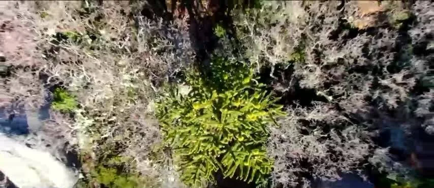 Vista aérea de un helecho verde brillante rodeado de líquenes grises sobre rocas o suelo de bosque.