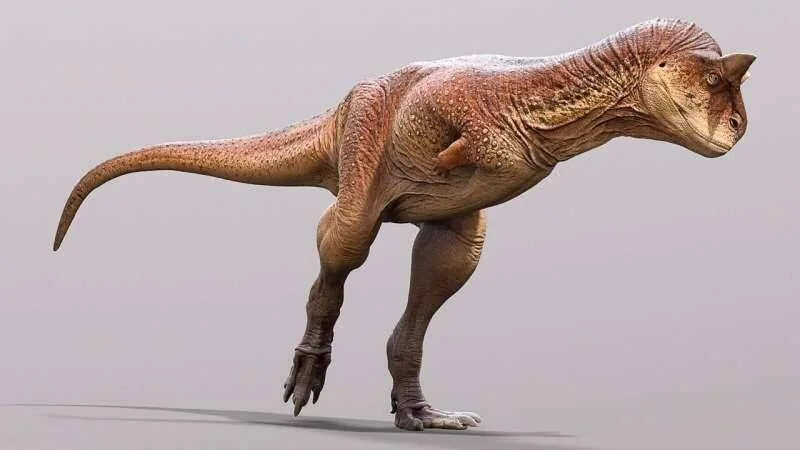 Modelo 3D realista de un Carnotaurus, dinosaurio carnívoro bípedo de piel rugosa y cuernos sobre los ojos, sobre fondo gris.
