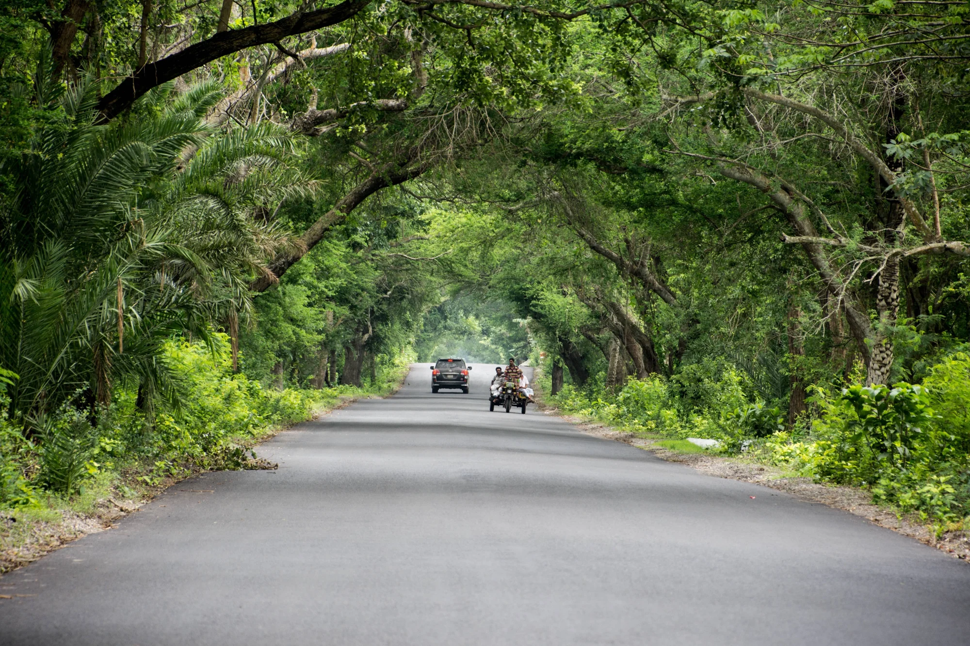 Carretera asfaltada rodeada de un túnel natural de árboles tropicales, con un automóvil y una moto cargada circulando en sentido contrario.