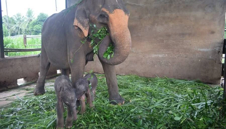Elefanta adulta come hojas junto a dos elefantitos recién nacidos parados sobre hierba verde en un recinto cubierto.