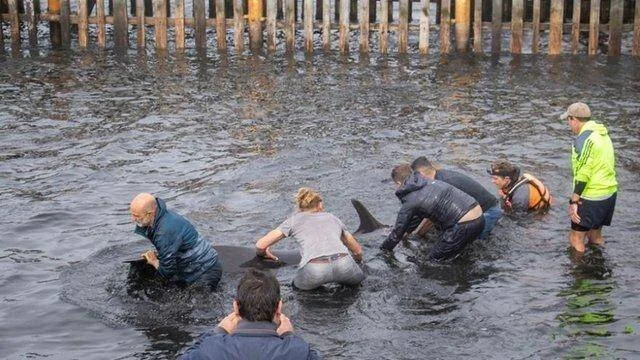 Varias personas en el agua ayudan a rescatar una orca o delfín varado cerca de un muelle de madera.