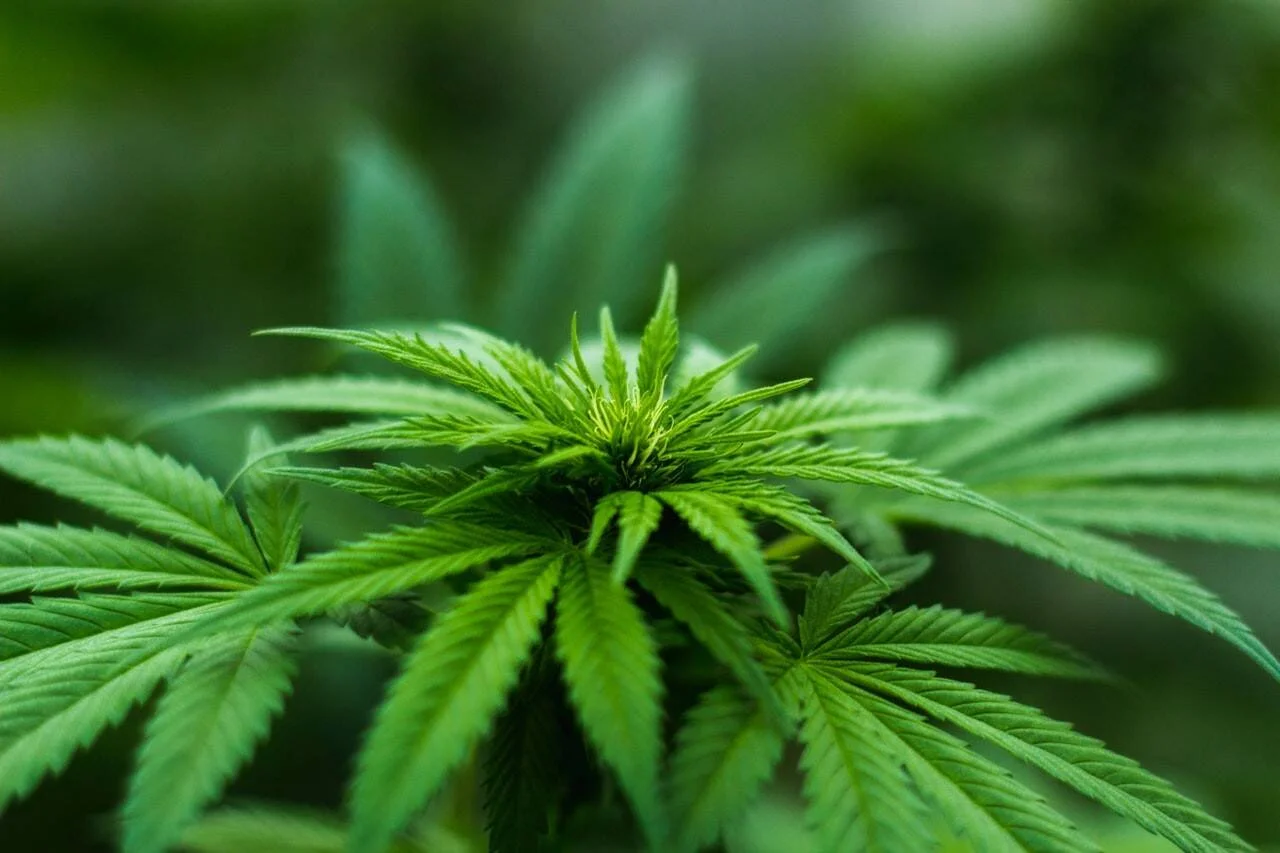 Primer plano de una planta de cannabis con hojas verdes características y fondo desenfocado.