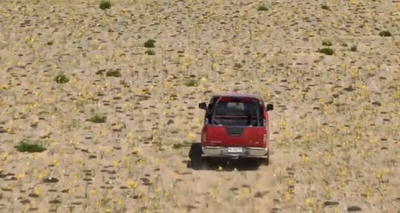 Camioneta roja avanza por un desierto cubierto de pequeñas flores amarillas silvestres.