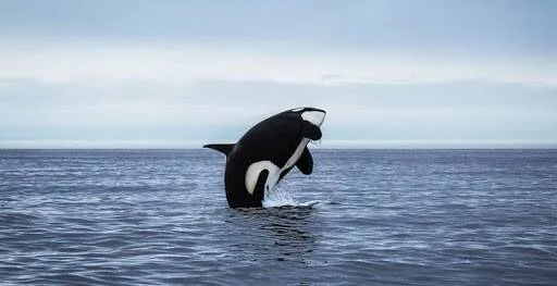 Una orca salta completamente fuera del agua en un océano de aguas grises bajo un cielo nublado.