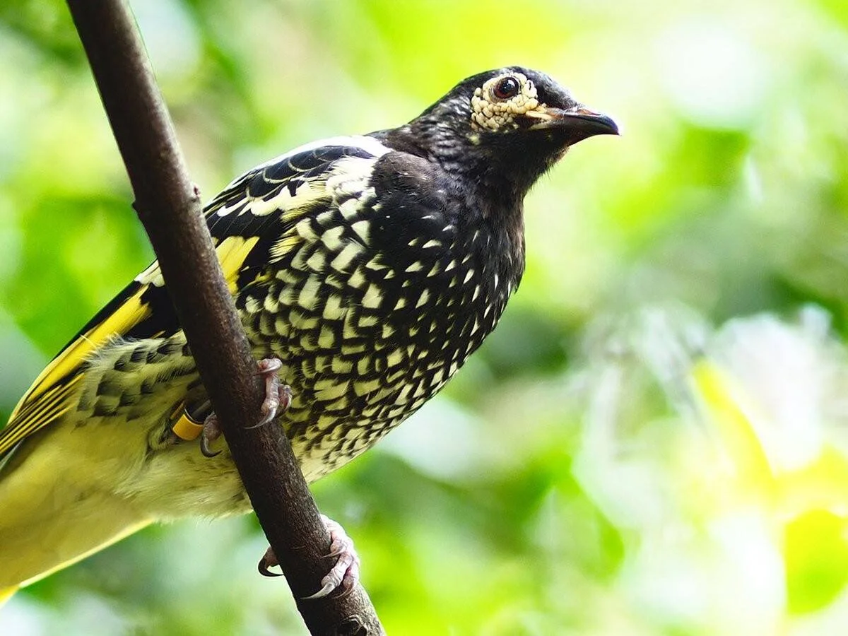 Ave de plumaje negro moteado en blanco y flancos amarillos, con anilla de seguimiento, posada sobre una rama entre vegetación verde.