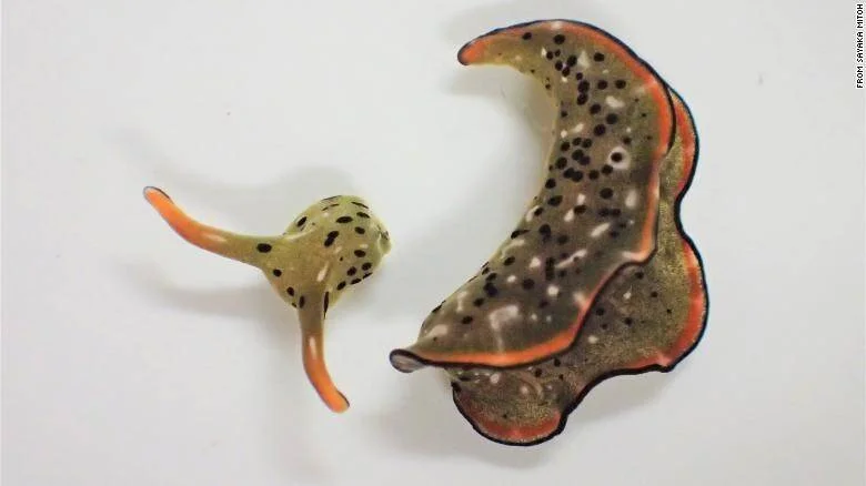 Dos partes de un nudibranquio sobre fondo blanco: la cabeza activa a la izquierda y el cuerpo sin cabeza a la derecha.