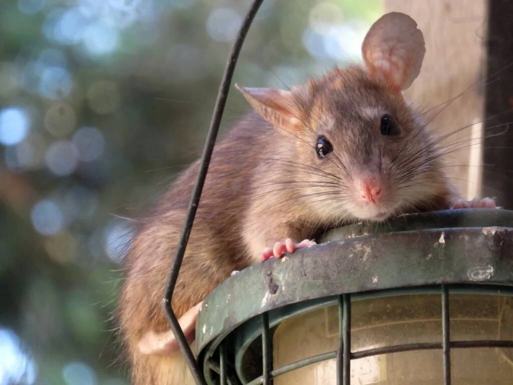 Una rata marrón se apoya sobre un comedero metálico para pájaros en un jardín, mirando directamente a la cámara.