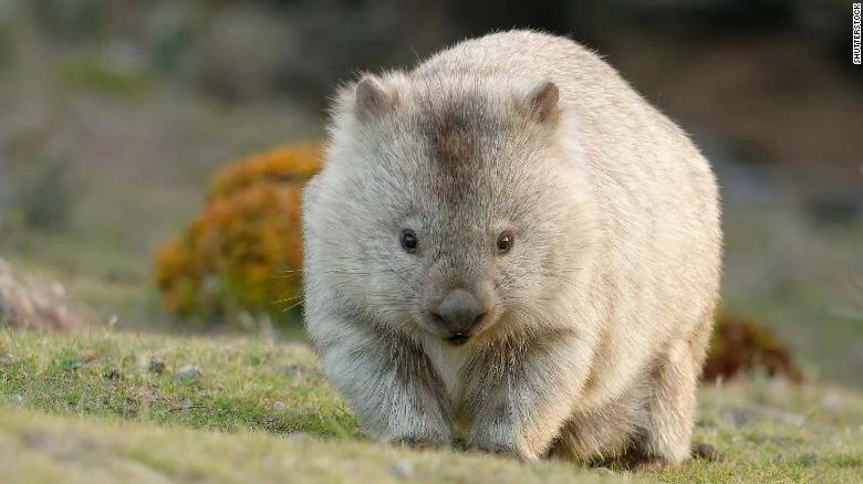 Wombat de pelaje claro camina sobre hierba verde mirando de frente a la cámara en un entorno natural.
