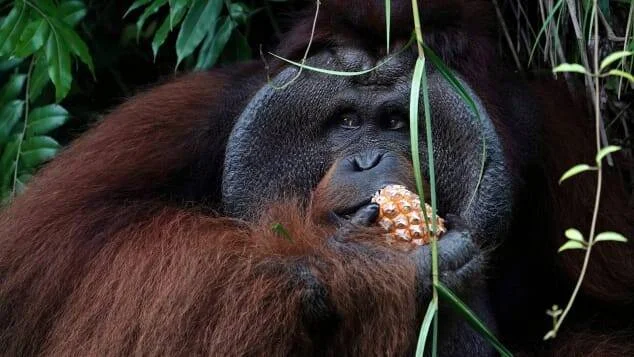 Orangután macho adulto sostiene y muerde una fruta entre vegetación tropical.