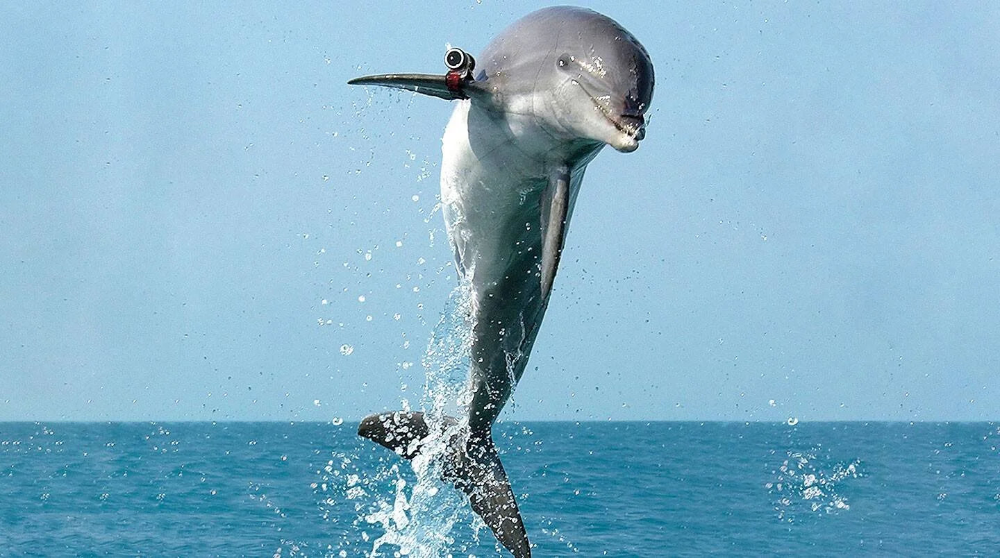 Delfín equipado con una pequeña cámara en su aleta dorsal salta verticalmente sobre el océano.