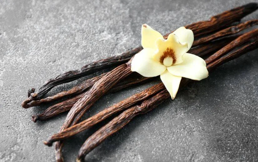 Vainas de vainilla secas junto a una flor de vainilla blanca sobre superficie gris.