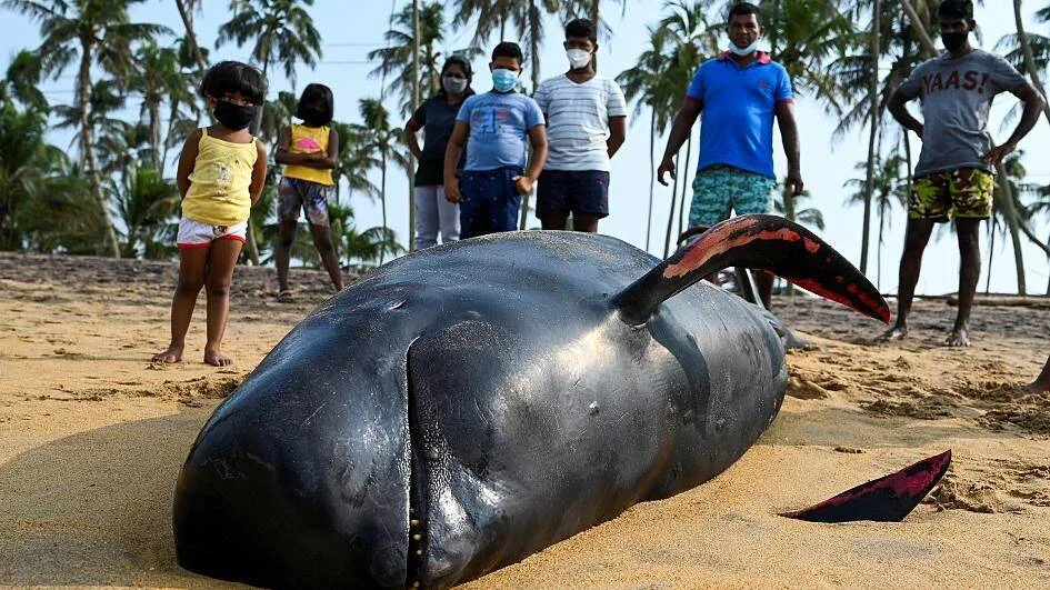 Grupo de personas con mascarillas observa una ballena piloto muerta varada en una playa de arena rodeada de palmeras.