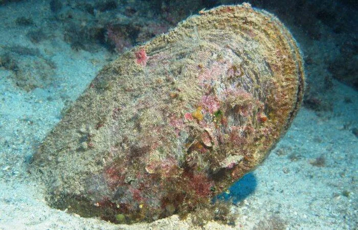 Gran caracol marino con concha cubierta de algas e incrustaciones coloridas reposando sobre arena del fondo oceánico.