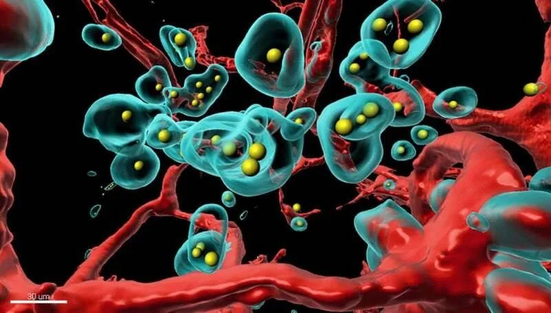 Imagen microscópica en 3D que muestra células translúcidas en cian con esferas amarillas en su interior, rodeadas de estructuras rojas, a escala de 30 micrómetros.