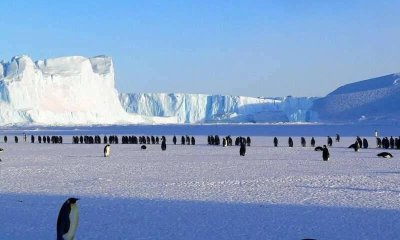 Numerosos pingüinos emperadores caminan sobre el hielo marino frente a grandes glaciares en la Antártida.