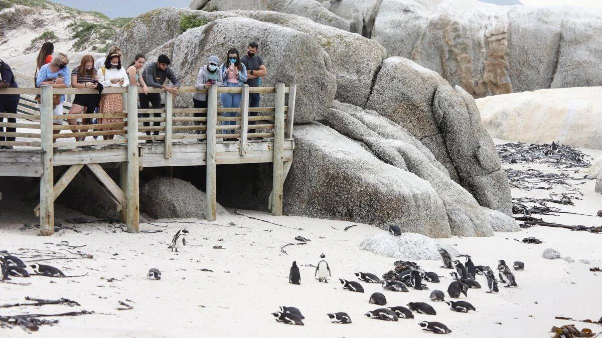 Grupo de turistas con mascarillas fotografía desde una pasarela de madera una colonia de pingüinos africanos en una playa de arena blanca.