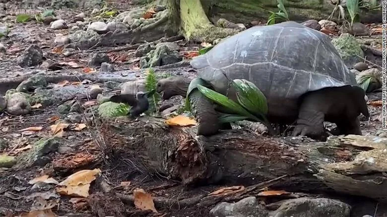 Una gran tortuga gigante avanza sobre terreno rocoso y hojas en un entorno boscoso natural.