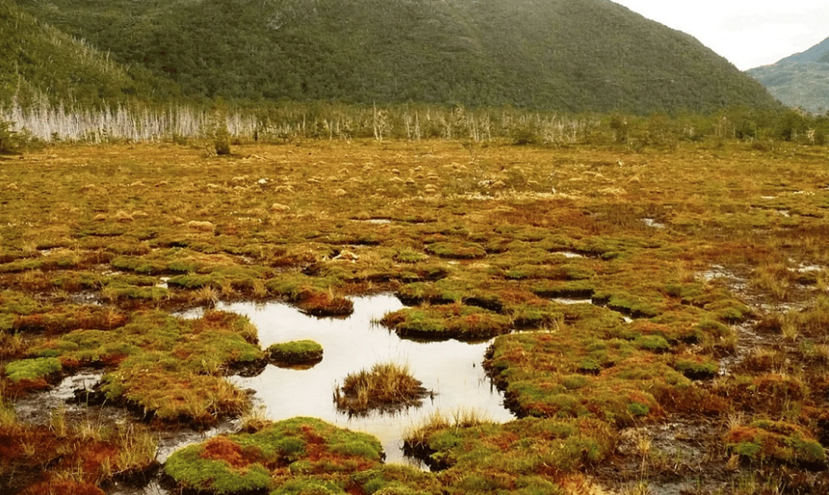 Turbera anegada con cojines de musgo verde y rojizo, pequeñas pozas de agua y colinas boscosas al fondo.