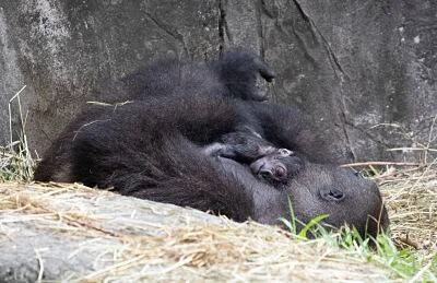 Gorila hembra recostada sostiene a su cría recién nacida mientras otro joven gorila trepa sobre su espalda.
