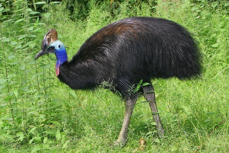 Casuario con plumaje negro, cuello azul y casco óseo marrón camina entre hierba y arbustos.