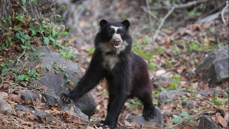 Oso de anteojos de pelaje negro con marcas blancas en el hocico, de pie sobre rocas en un bosque con hojarasca.