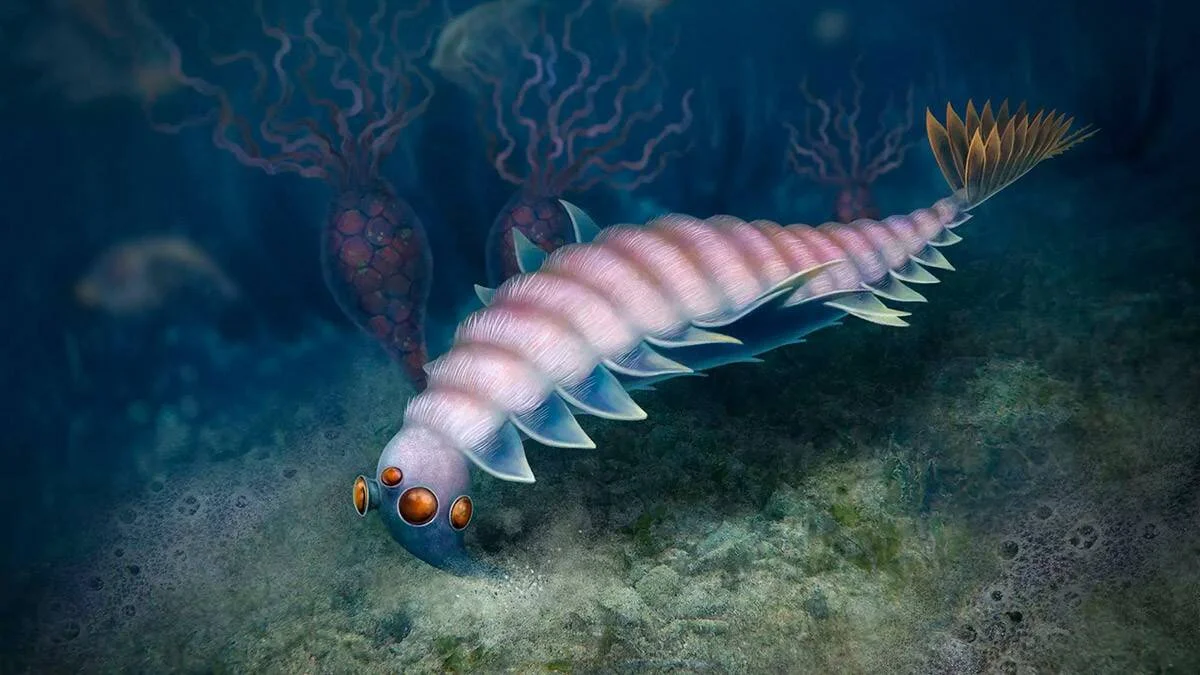Reconstrucción artística de un animal marino del Cámbrico con cuerpo segmentado, aletas laterales y múltiples ojos, nadando sobre el fondo del océano primitivo.