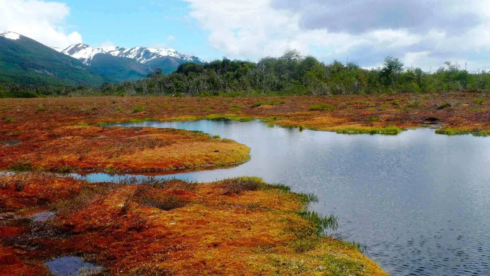 Turbera de musgo rojizo y agua entre bosque nativo y montañas nevadas en la Patagonia austral.