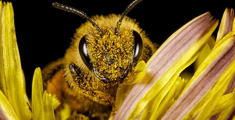 Primer plano de una abeja con el cuerpo cubierto de polen amarillo posada entre los pétalos de una flor amarilla.