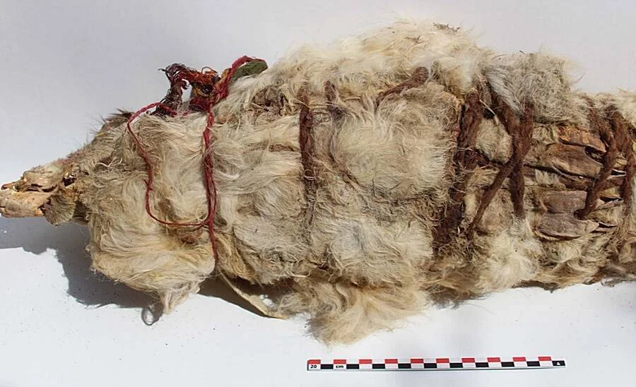Momia de un animal pequeño con pelo claro, atada con una cuerda roja, junto a una escala de 20 cm.