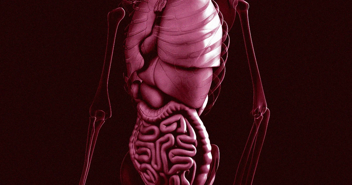 Modelo anatómico 3D del torso humano que muestra el sistema digestivo, costillas e intestinos en tonos rojizos sobre fondo oscuro.