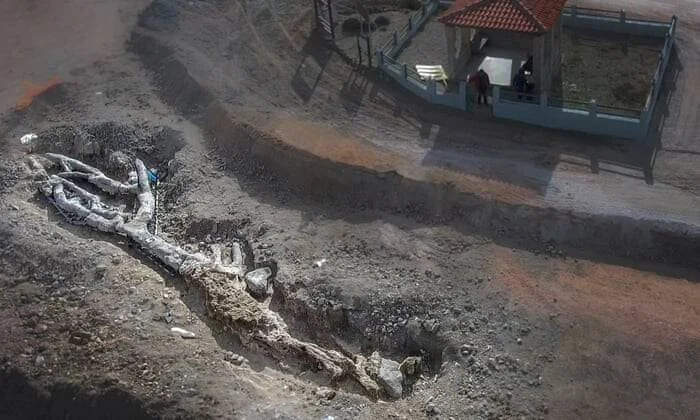 Vista aérea de un esqueleto de mamut parcialmente excavado en el suelo, con investigadores trabajando en una estructura cercana.