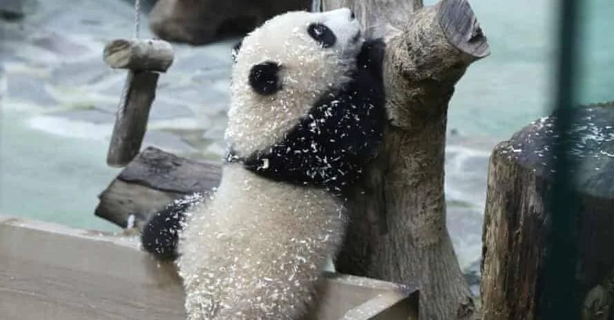 Cachorro de panda gigante cubierto de copos de nieve apoyado en un tronco dentro de su recinto en un zoológico.