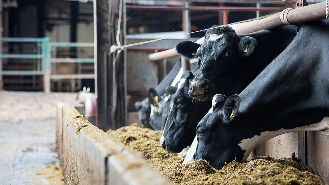 Vacas Holstein con marcas auriculares amarillas alimentándose de forraje en un comedero de establo industrial.