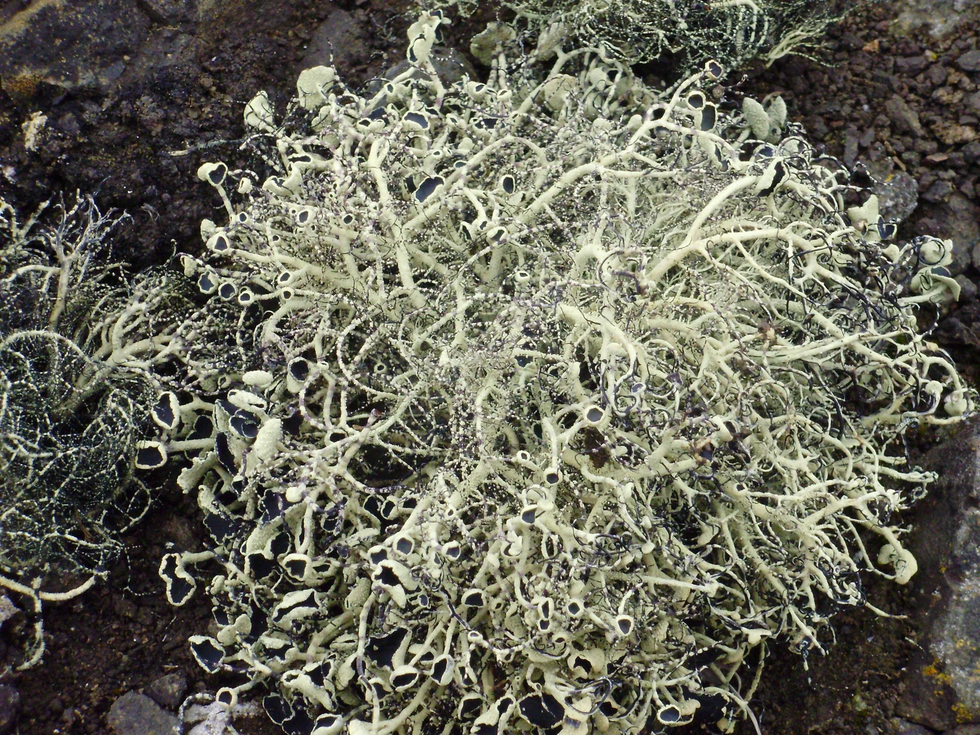 Colonia de liquen fruticuloso de color gris verdoso con apotecios negros, creciendo sobre roca volcánica oscura.